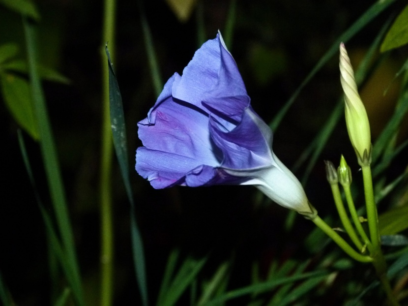 溫婉清麗的牽牛花圖片