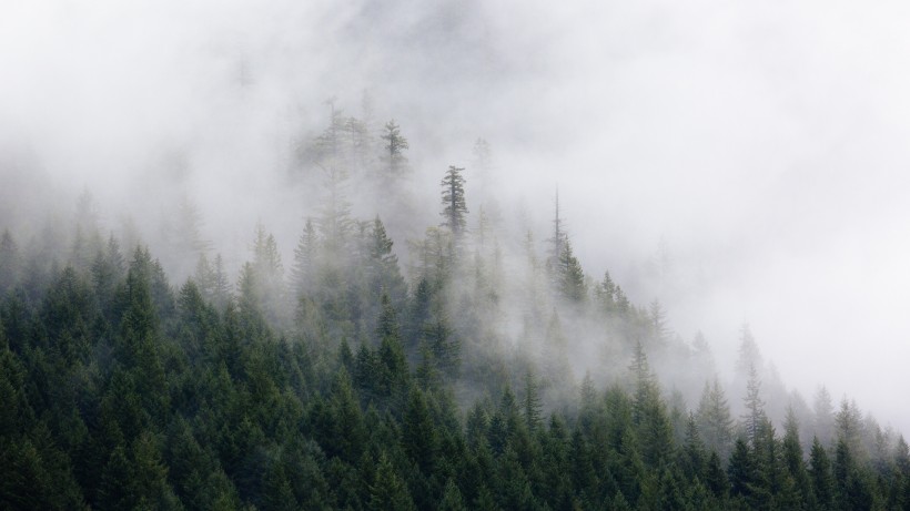 霧氣彌漫的山林圖片