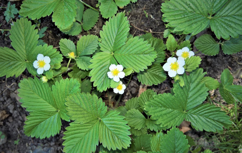 小巧潔白的草莓花圖片