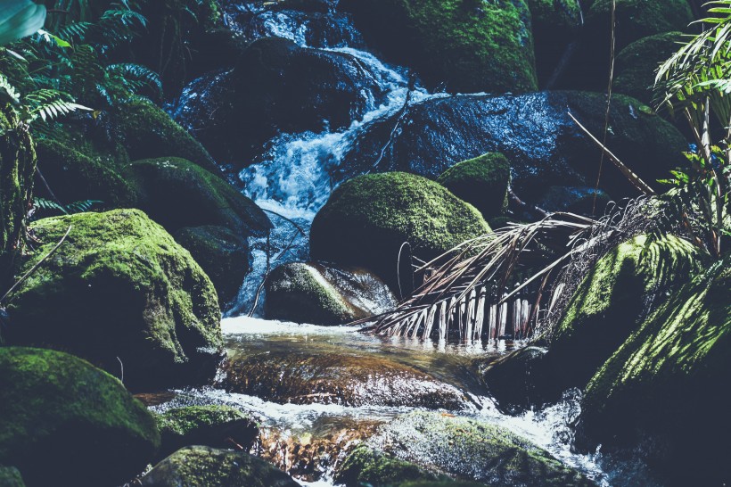 森林小溪山間流水圖片