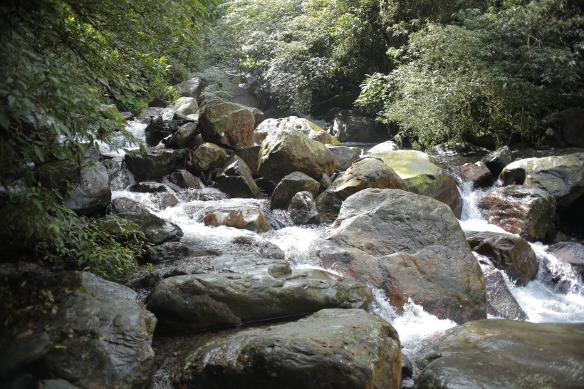 森林小溪山間流水圖片