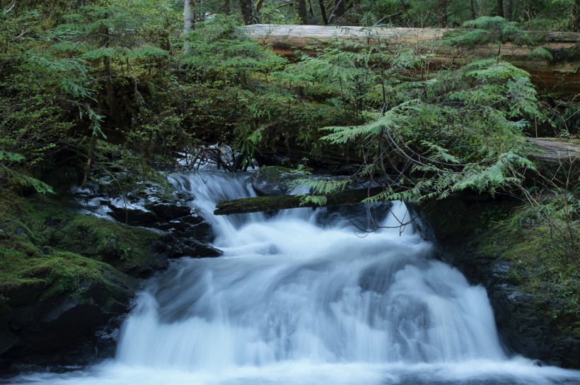 森林小溪山間流水圖片