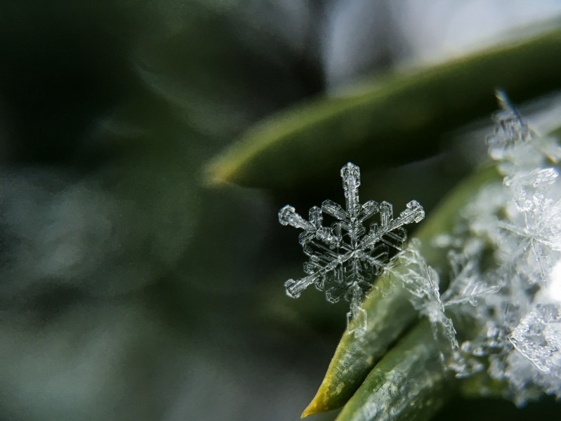 晶瑩剔透的雪花圖片