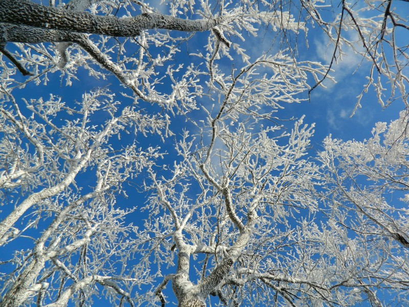 冬季的皚皚白雪風景圖片