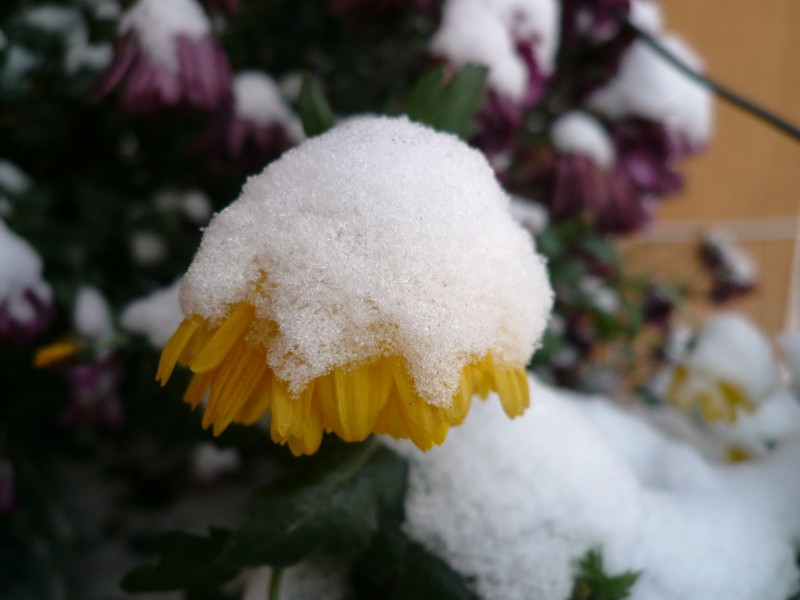 冬季的皚皚白雪風景圖片