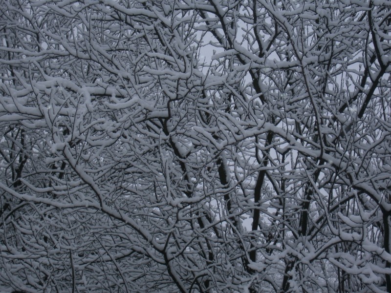 冬季的皚皚白雪風景圖片