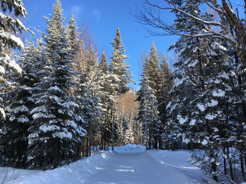 冬季的皚皚白雪風景圖片