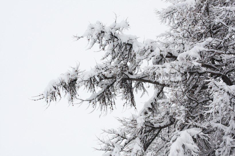 冬季的皚皚白雪風景圖片