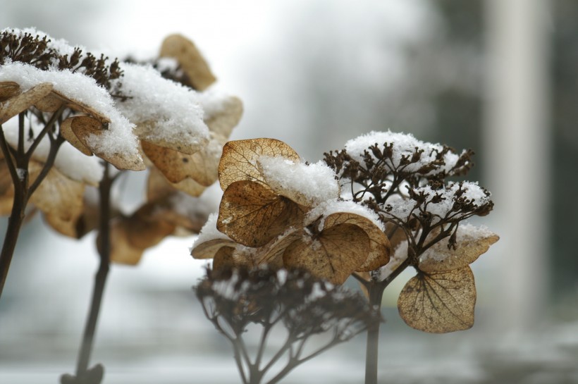 冬季的皚皚白雪風景圖片