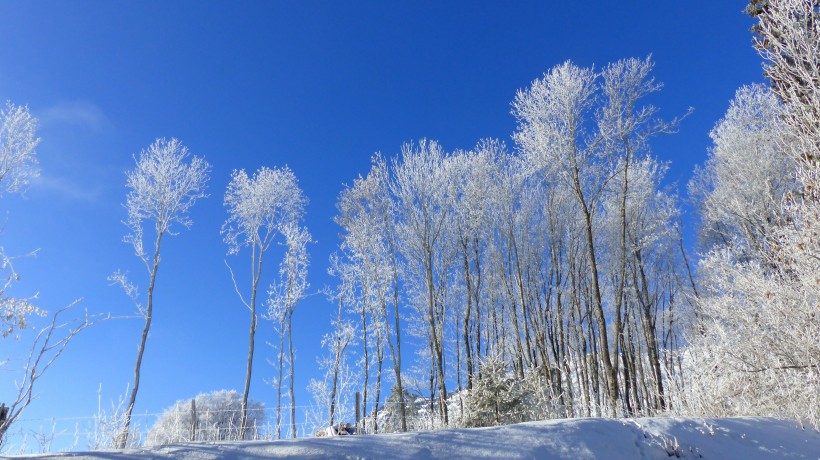 冬季的皚皚白雪風景圖片