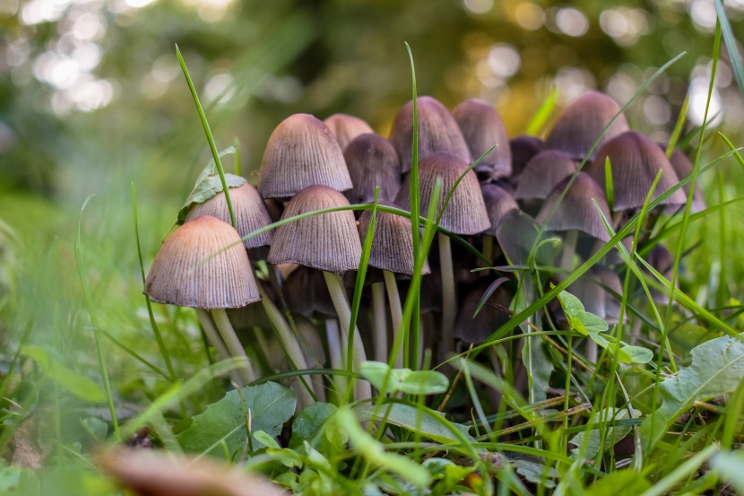 森林裡的野生蘑菇圖片