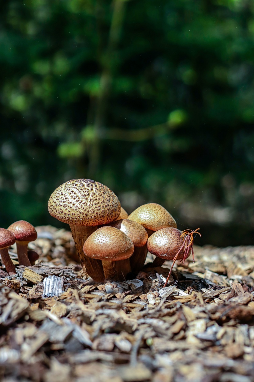 森林裡的野生蘑菇圖片