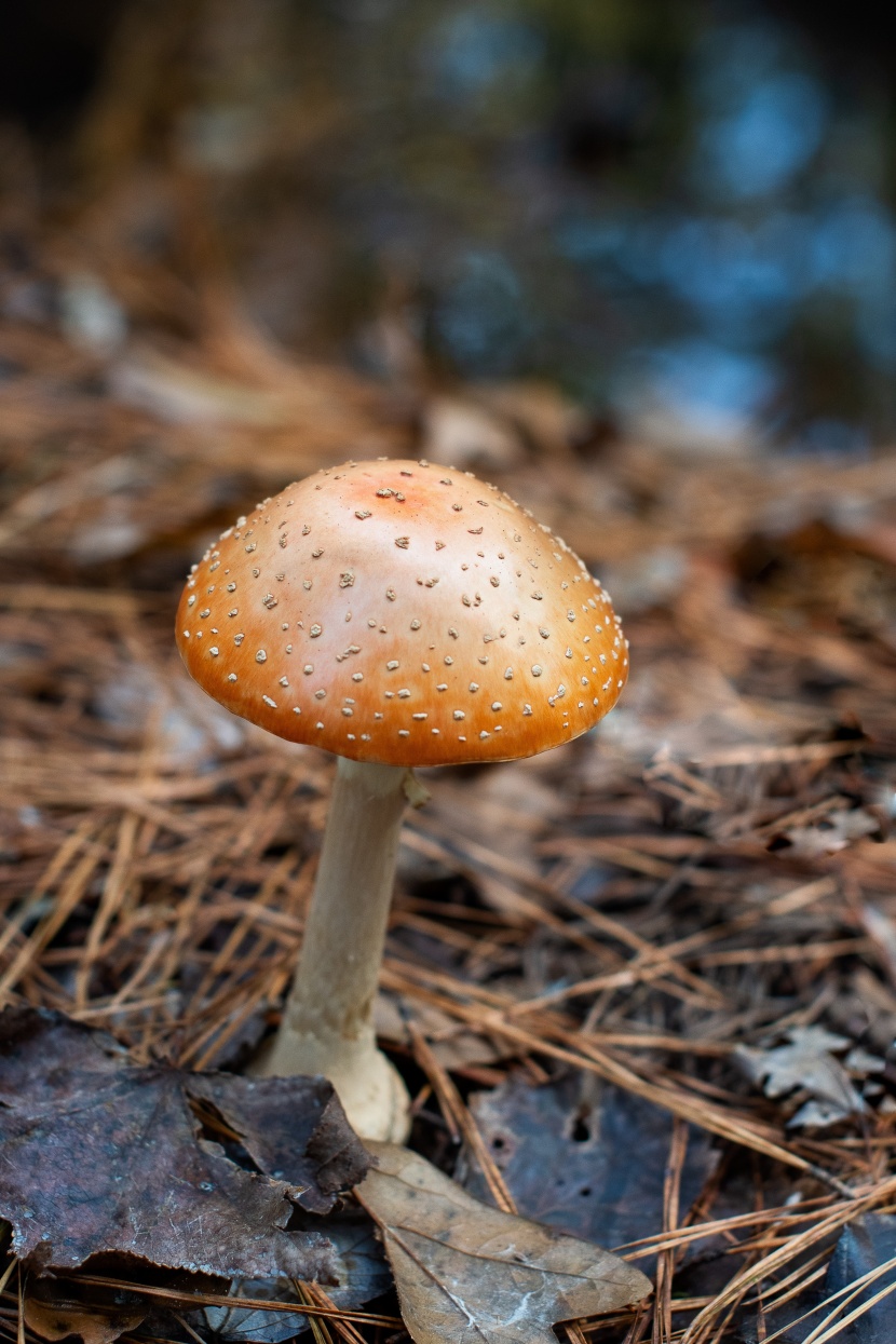 森林裡的野生蘑菇圖片