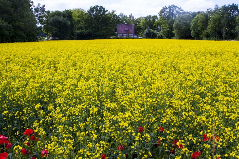 鮮豔明媚的油菜花海圖片