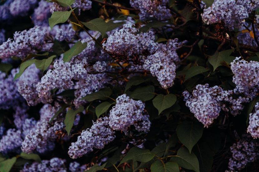 花香濃郁的紫丁香圖片