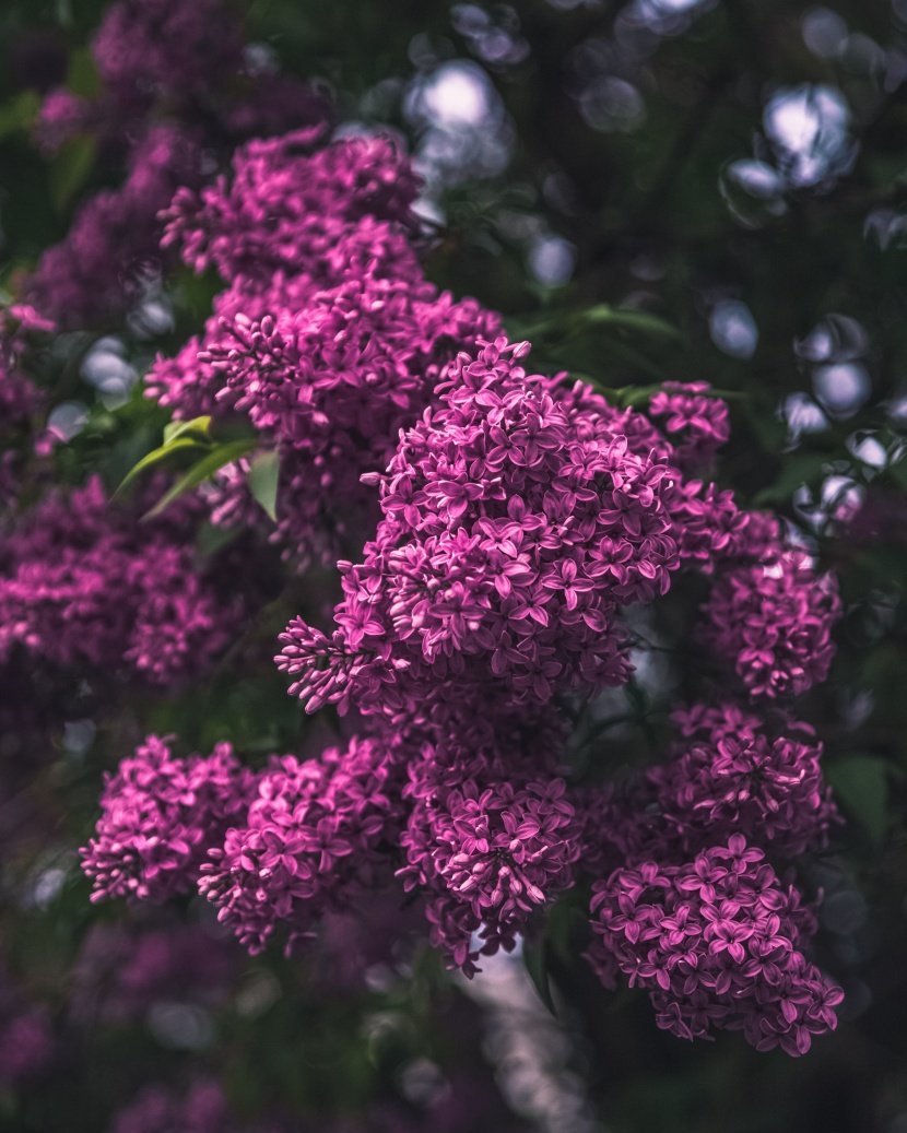 花香濃郁的紫丁香圖片