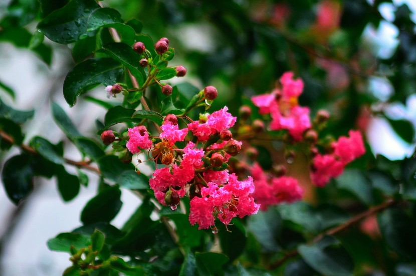 花團錦簇的紫薇花圖片