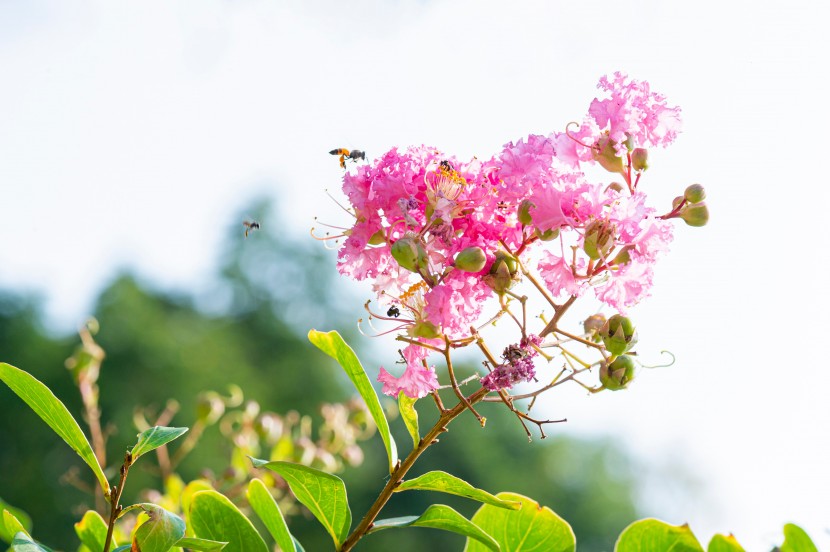 花團錦簇的紫薇花圖片