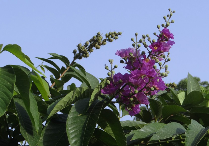 花團錦簇的紫薇花圖片