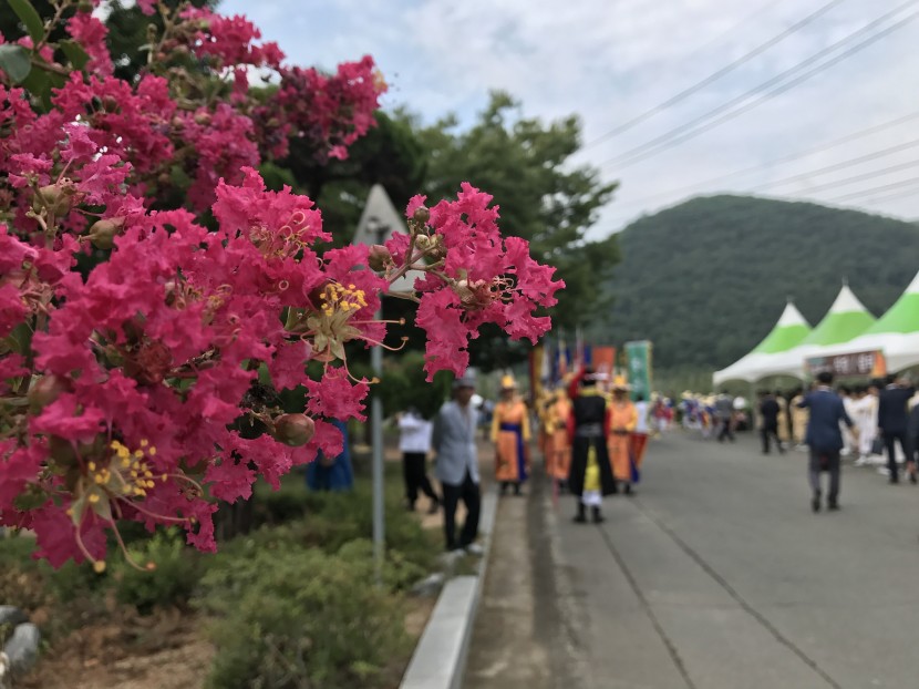 花團錦簇的紫薇花圖片