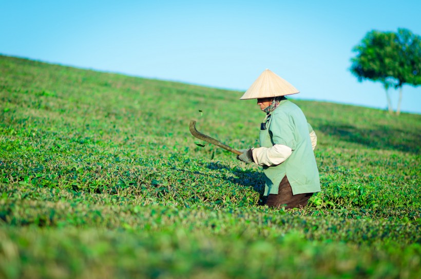 風景優美的茶園圖片