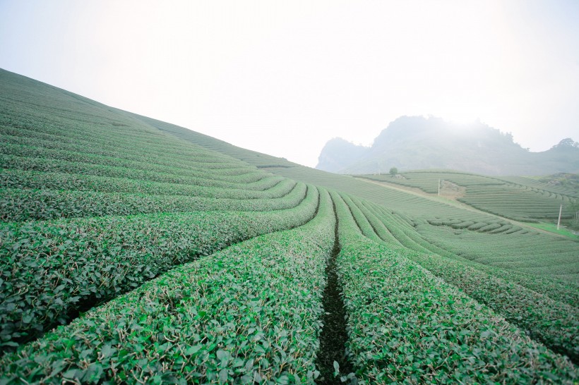 綠油油的茶園圖片