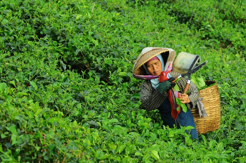 綠油油的茶園圖片