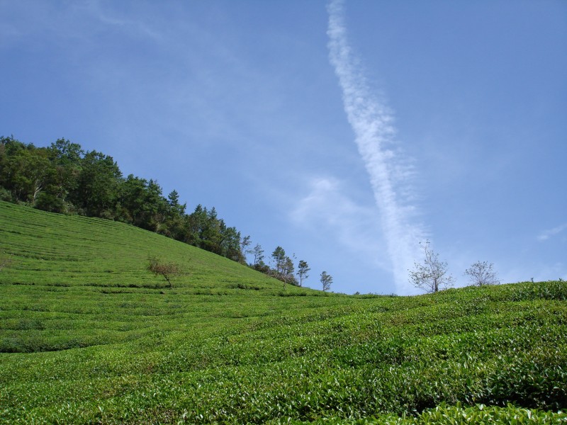 綠油油的茶園圖片