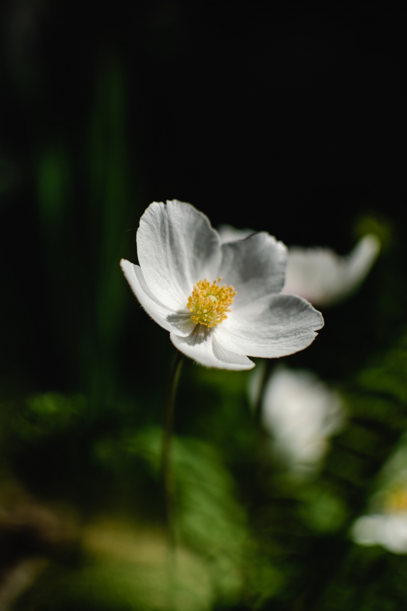 潔白的大花銀蓮花圖片