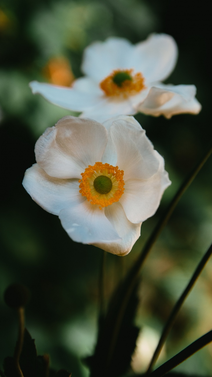 潔白的大花銀蓮花圖片