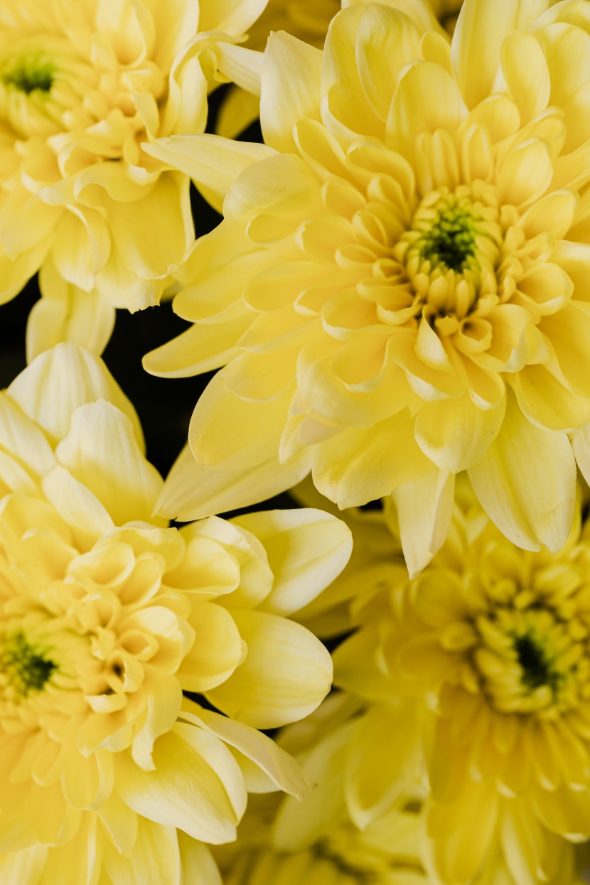 花瓣層層疊疊的大麗花圖片