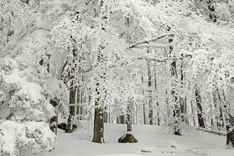 大雪覆蓋的樹木圖片