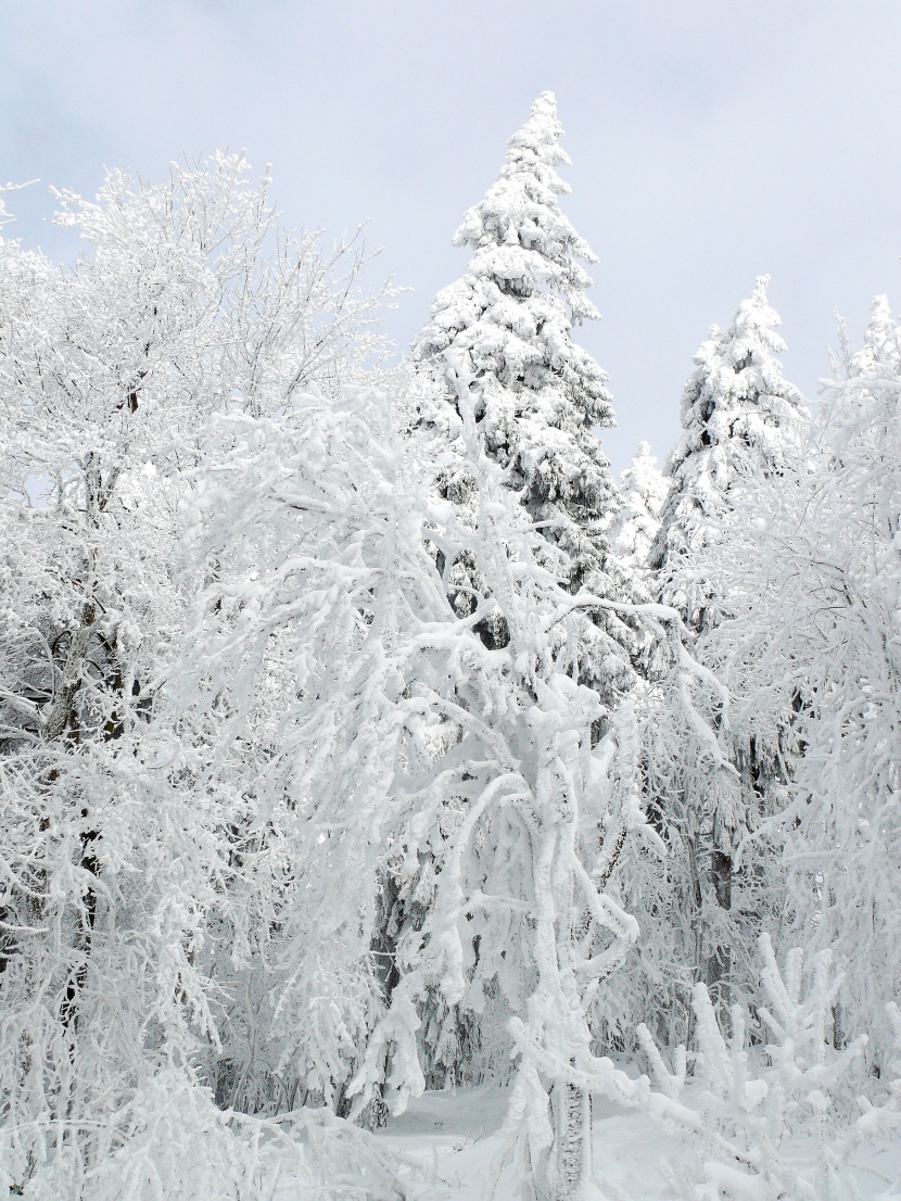 大雪覆蓋的樹木圖片