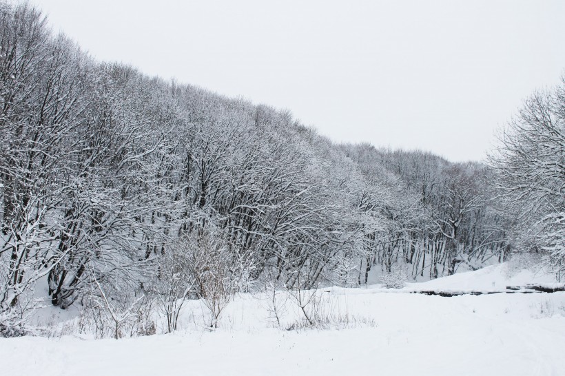 大雪覆蓋的樹木圖片