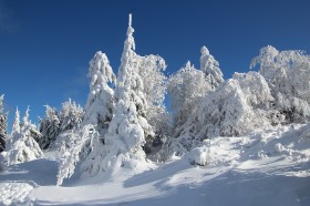 大雪覆蓋的樹木圖片