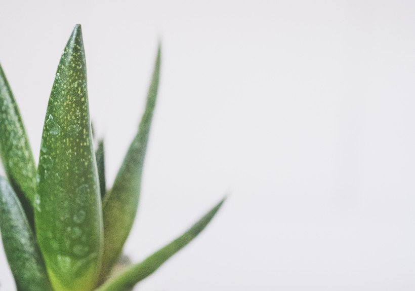 多肉綠植盆栽圖片