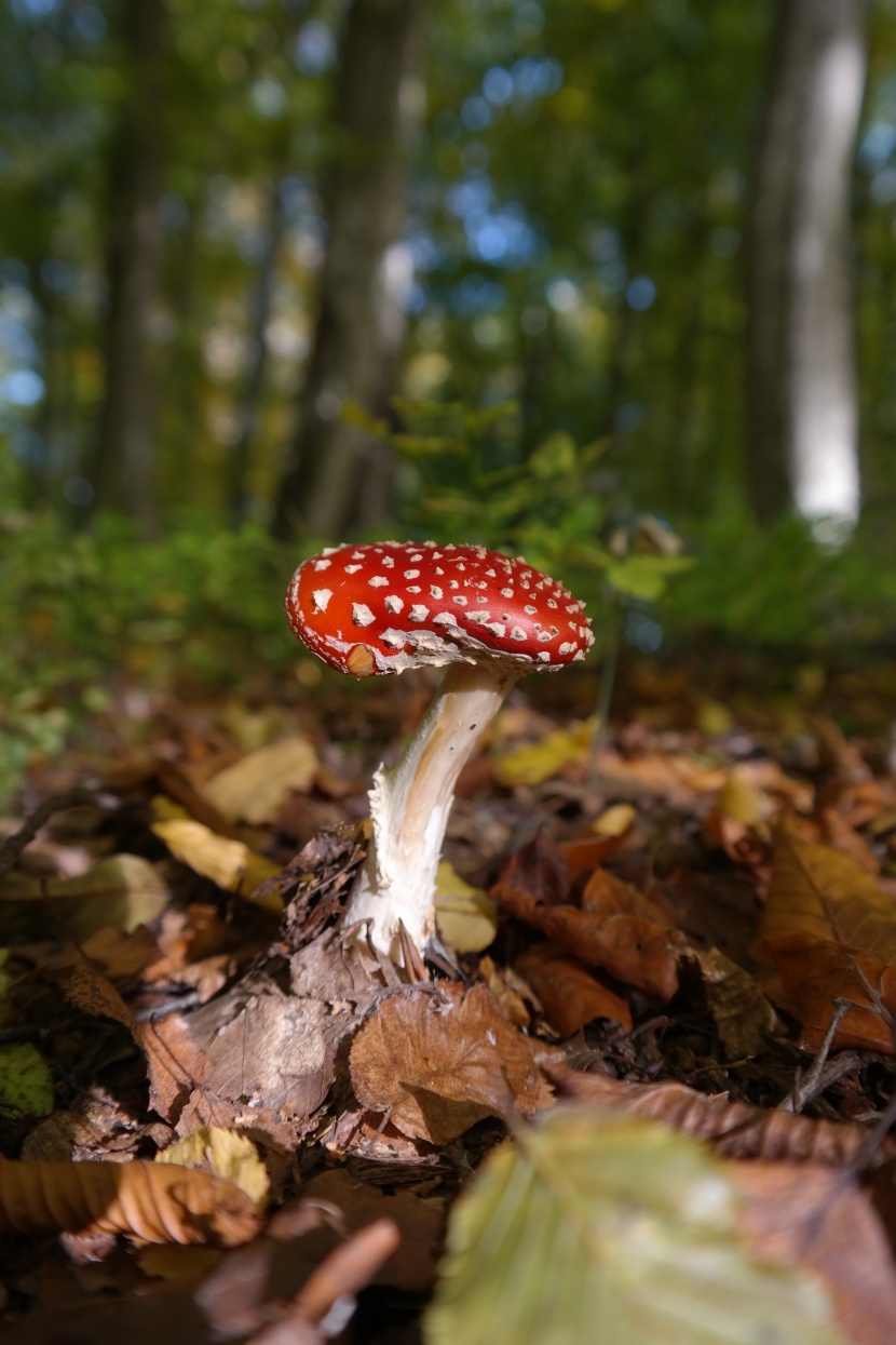 森林裡的紅色毒蠅傘蘑菇圖片