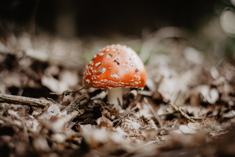 森林裡的紅色毒蠅傘蘑菇圖片