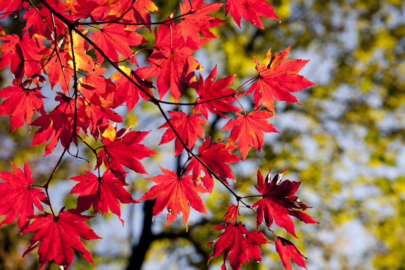 秋季嫣紅的楓葉圖片