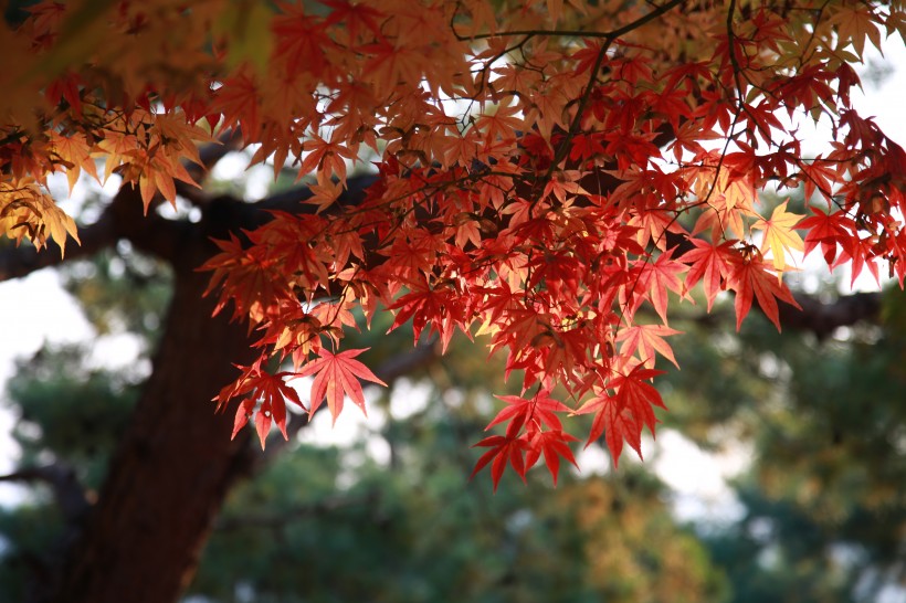 秋季嫣紅的楓葉圖片