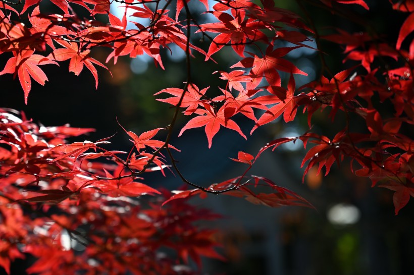 秋季嫣紅的楓葉圖片