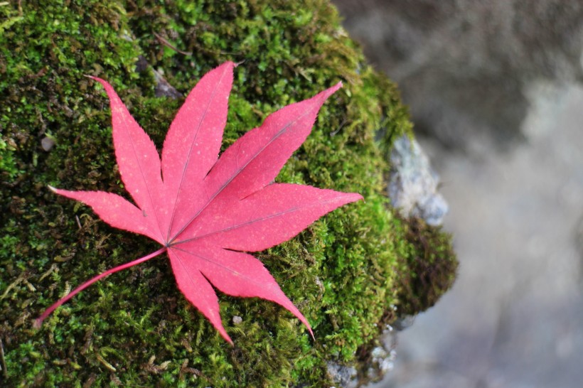 秋季嫣紅的楓葉圖片