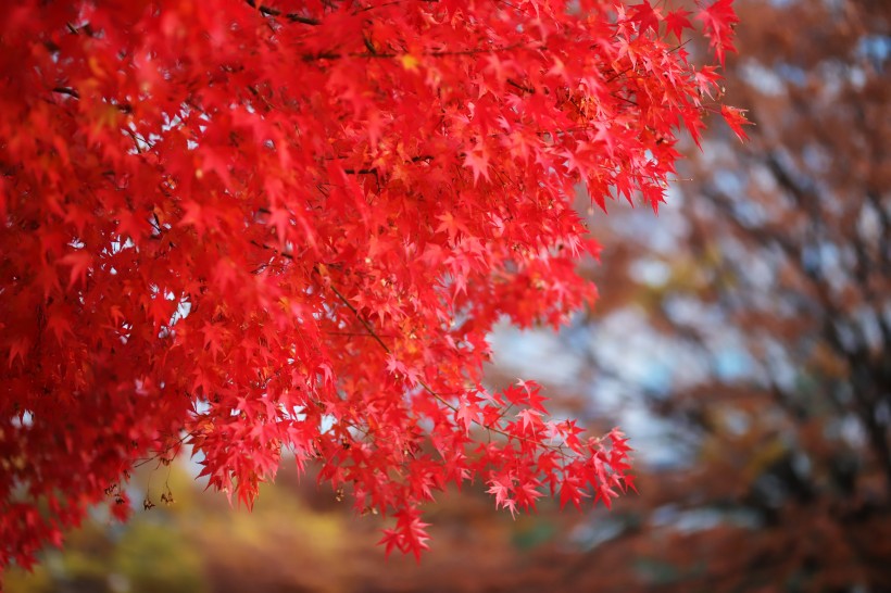 秋季嫣紅的楓葉圖片