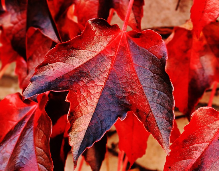 秋季嫣紅的楓葉圖片