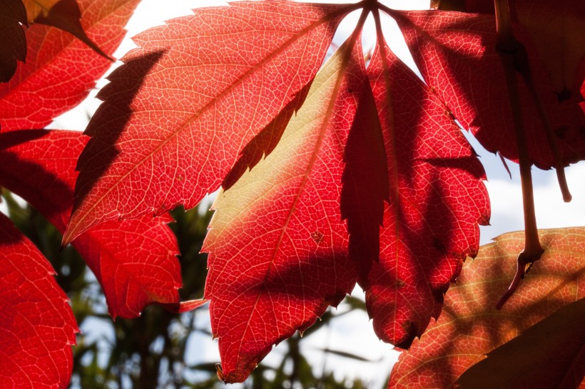 秋季嫣紅的楓葉圖片