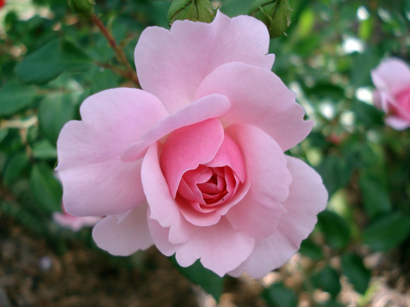 粉玫瑰圖片
