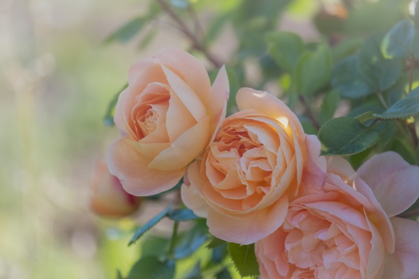 嬌美溫柔的粉色玫瑰花圖片