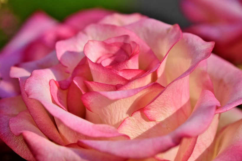 嬌美溫柔的粉色玫瑰花圖片