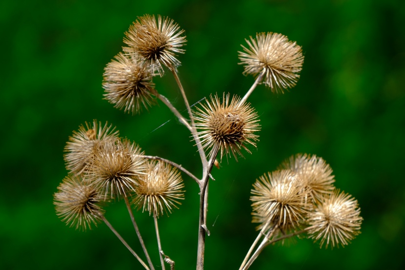 秋季幹牛蒡圖片