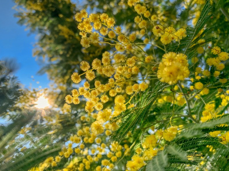 金色的含羞草花圖片